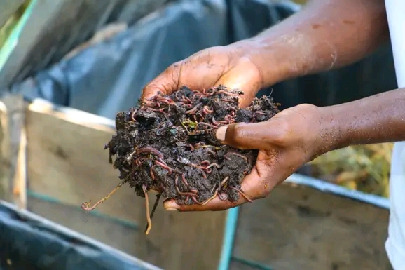 After - Thriving garden