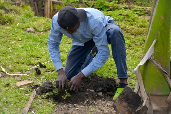 Tree planting activity